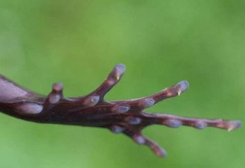 Түкті әрі тырнақты бақа (фото+видео)