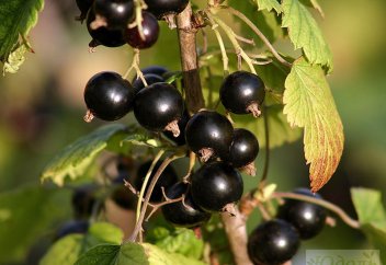 Қарақаттың біз білмеген сырлары анықталды