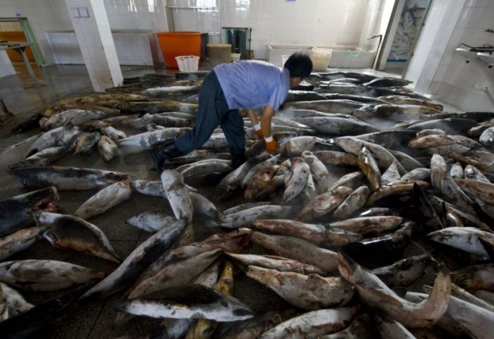 Поймать все живое. Рыболовецкий флот Китая уничтожает Мировой океан (видео)