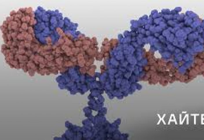 Склеенные антитела могут помочь в борьбе с новыми вирусами. Ученые оценили, как меняется содержание антител у пациентов с COVID-19