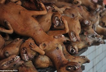 Қытайлар жабайы, жиіркенішті, харам әдетке тыйым салды