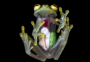 Әйнек бақаның қамқорлығы (фото+видео)