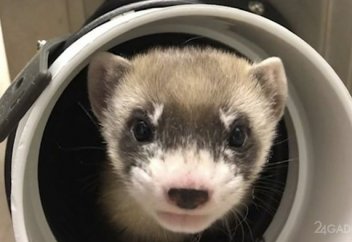 Жойылу алдында тұрған қаратабанды күзен клондалды (видео)