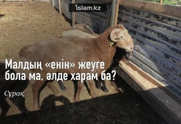 Малдың «енін» жеуге бола ма, әлде харам ба?