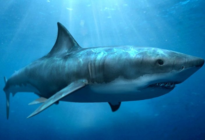 Ғалымдар акула терісіне қарап, "ақылды" материал жасады (видео)