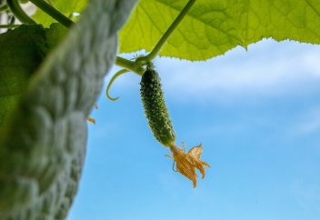 Как профинансировать устойчивую глобальную продовольственную систему