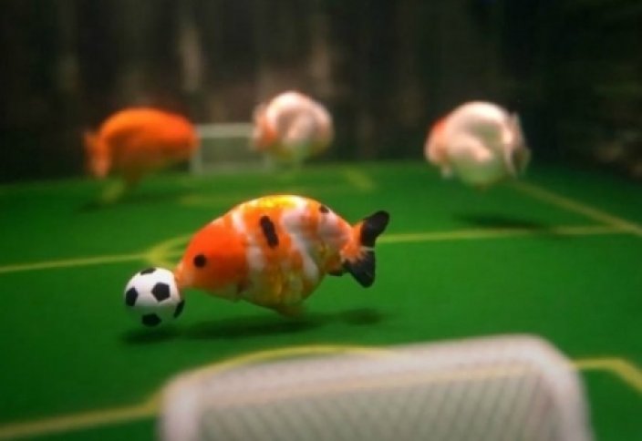 "Доп қуалап, қақпаға гол салады": Қытайлық азамат балықтарға футбол ойнауды үйреткен (видео)