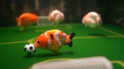 "Доп қуалап, қақпаға гол салады": Қытайлық азамат балықтарға футбол ойнауды үйреткен (видео)