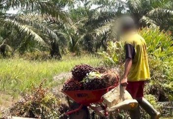 Пальма майы төңірегіндегі дау өршіп барады