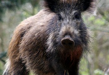 Қызықты зерттеу: Қабандар 1,1 млн автокөлік бөлетін көмірқышқыл газын бөлетін болып шықты