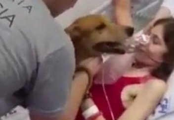 Жануарлар әлемі: Науқас иесін қатты сағынған ит (видео)