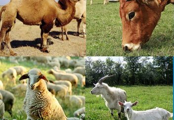 Құрбан шалудағы хикмет