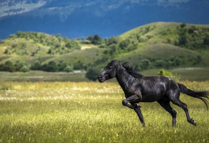 Разочарование года: лошадь впервые одомашнили не в Казахстане