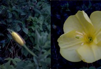 Алланың құдыреті: тек азан шақырылғанда ғана ашылатын гүл (видео)