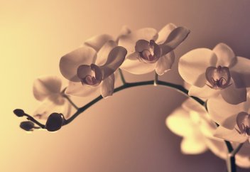 Показываются ли ангелы людям?