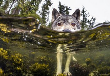 Қасқырлардың сирек кездесетін түрі: Олар мұхитта тіршілік етіп, суда еркін жүзеді (фото)