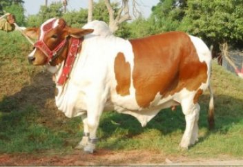 Құрбан айтты құрбан шалмай өткізу туралы акцияға тойтарыс берілді