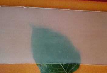 Мөлдір ағаш полиэтиленнің экологиялық таза баламасына айналуы мүмкін