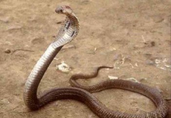 Жануарлар әлемі: Ең қауіпті жыландар