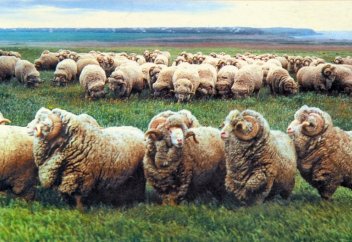 Жамбыл облысында «Қазақстан мериносы» атты жаңа қой тұқымы пайда болды