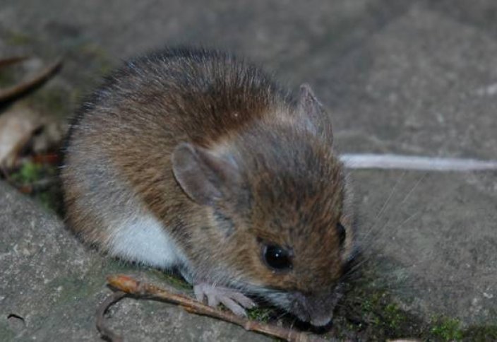 Мышь навела шороху в мечети (видео)