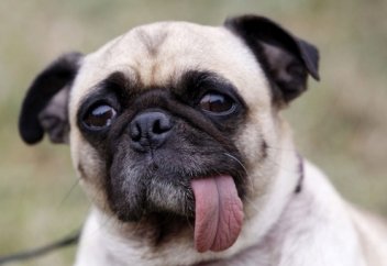 Этот говорящий щенок может о многом поведать миру (видео)