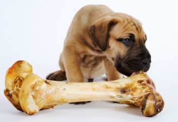 Иттен абай болыңыздар: Пайғамбар (с.а.с.) өсиетінің растығына тағы көз жетті...(фото)