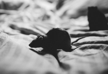 «Это ужасно действует на психику»Австралию атаковали миллиарды мышей. Они устраивают пожары и кусают детей по ночам