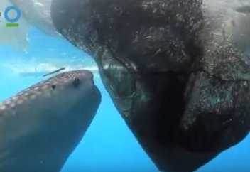 Жануарлар әлемі: Акула балықшының торындағы балықтарды жеп кетті. Қалай?