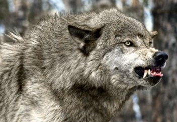 Шартарап: Испандық ата-ана ұлдарына “Қасқыр” деген есім беру үшін қол жинап жатыр