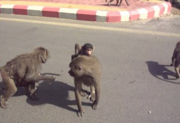 Разное: Студенток в Саудовской Аравии атаковали обезьяны (Видео)