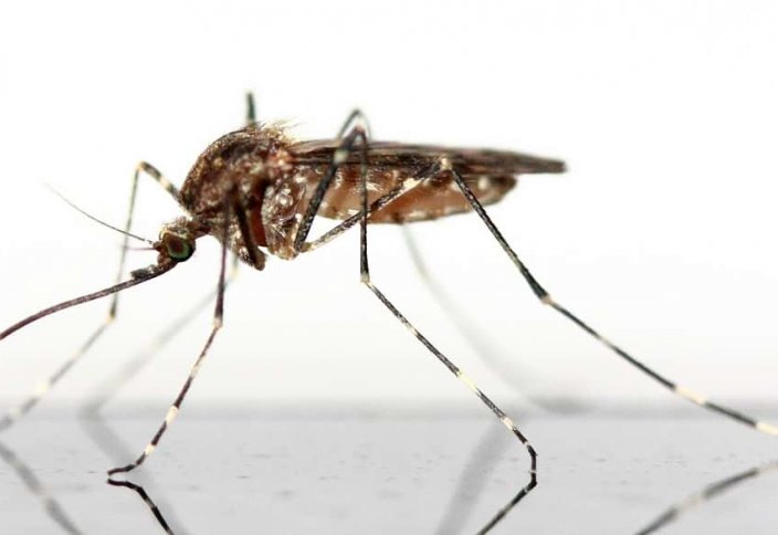 Комаров-переносчиков болезней становится больше из-за людей