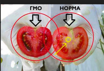 Тамақ өнімдерінің құрамында ГМА болуы 30 процентке дейін артып кеткен