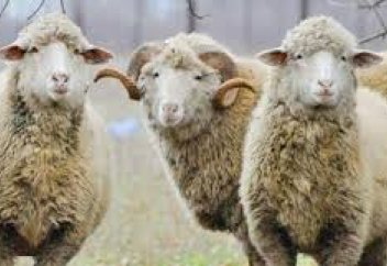 Құрбанға шалынған малдың терісін сатуға бола ма?