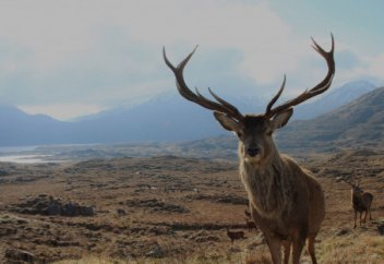 Разные: Пожары в Алжире сожгли парк, внесенный в список Всемирного наследия ЮНЕСКО