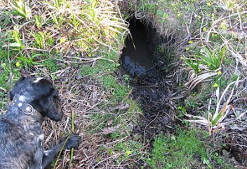 Аң аулаушыларға қойылатын талапты күшейтіп жатыр