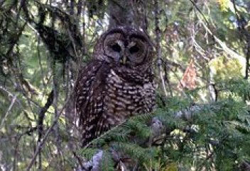 Үкінің бір түрін жойылудан құтқару үшін екінші түрін қыратын болды