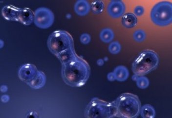 Діңгекті жасуша сусамырдан емдеп жазады