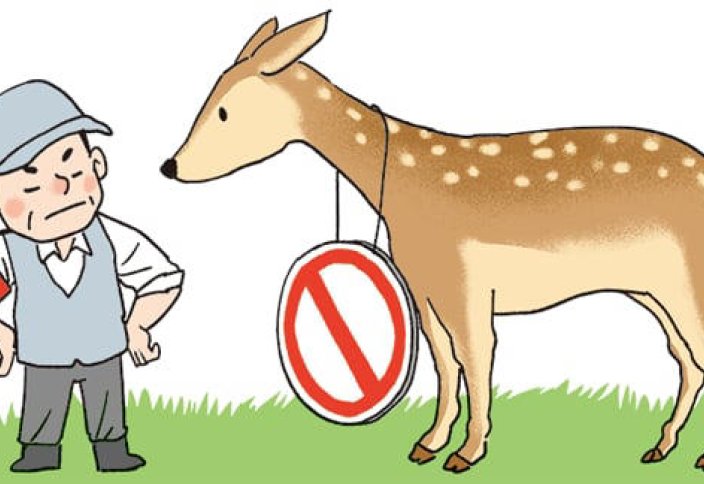 На острове Чеджу признают пятнистого оленя вредным и разрешат отлов