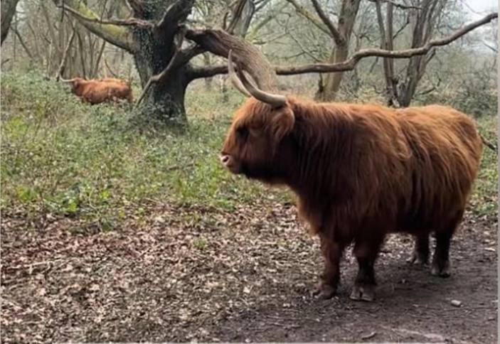 Горные коровы вынуждены скрываться из-за всплеска посетителей, одержимых Instagram
