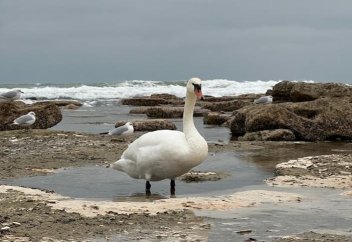 Жылы жаққа көшетін немесе қоныс аударатын жануарлар жартысына жуығының қарасы кеміп барады