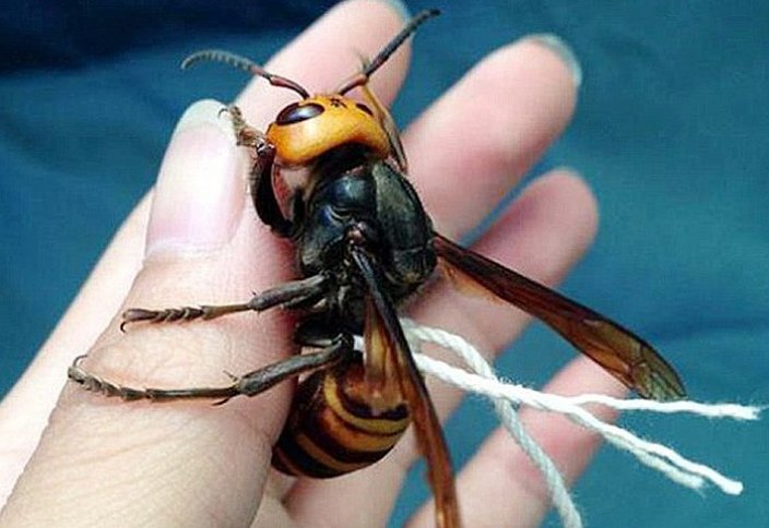 Война с насекомыми: как в США провели спецоперацию против шершней