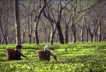 Климаттың өзгеруінен шай алқаптары жойылып барады