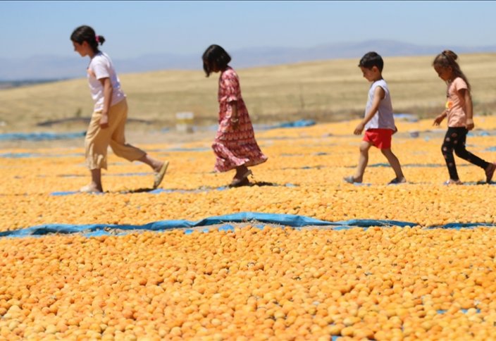 На долю турецкой провинции Малатья приходится 85% мирового экспорта данного вида сухофруктов