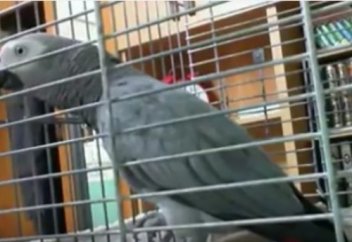 Тілін кәлимаға келтірген тоты құс елді таңғалдырды (видео)