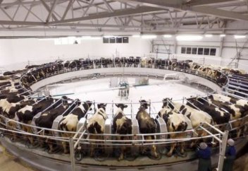 Арабтар екі елде сиыр өсірумен айналысады