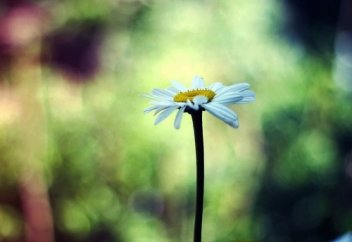 Сердце Верующего