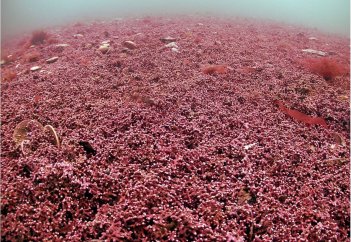 Разные: В MIT создали синтетическую слизь, которая ловит токсины лучше настоящей