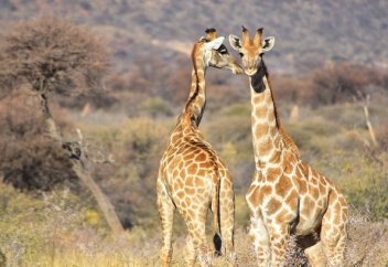 Биологи выяснили, зачем жирафам длинные шеи