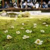 В храме Киото открывается специальное представление упавшим цветкам Стюартии